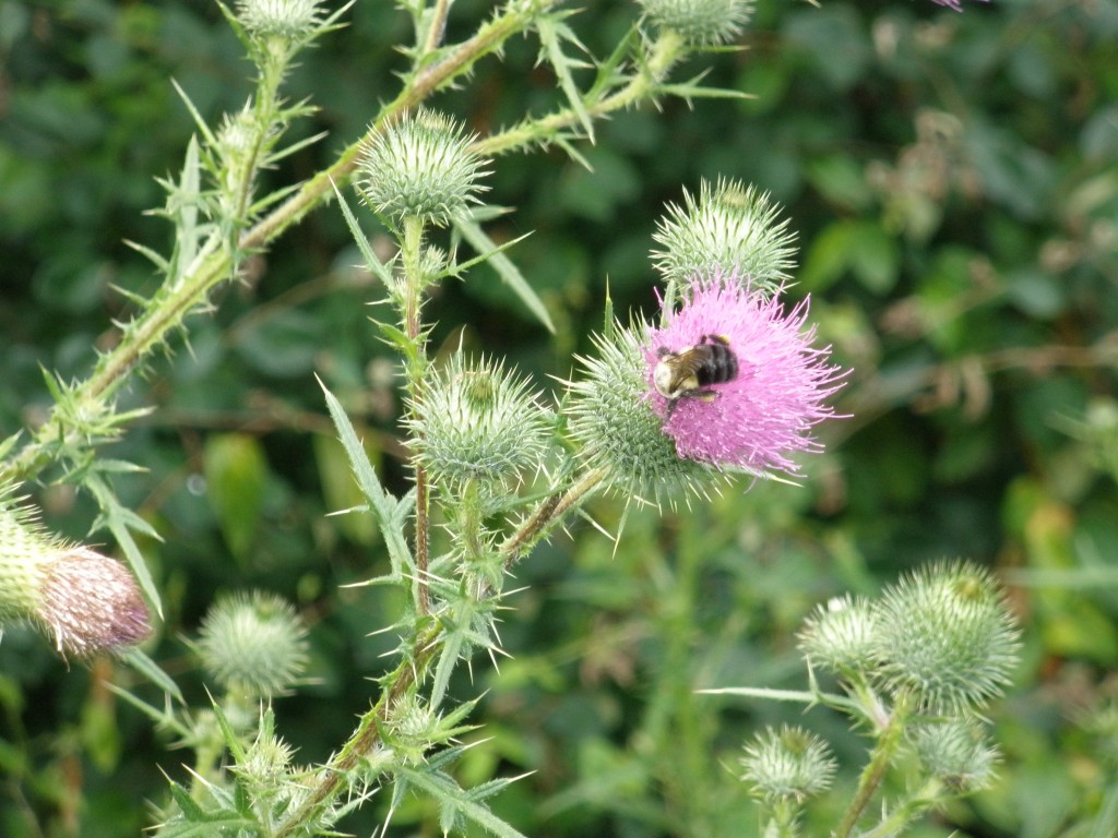 A bee on the farm at the RIHLA